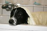 SECHAGE - BORDER COLLIE 005